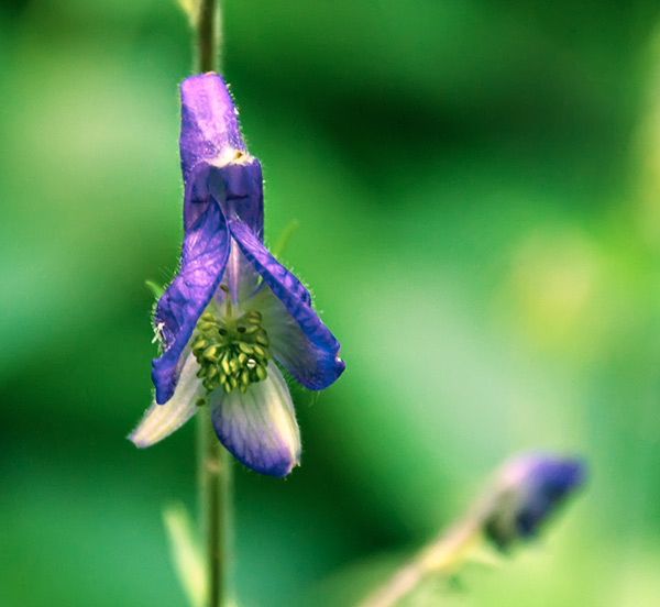 monkshood 1